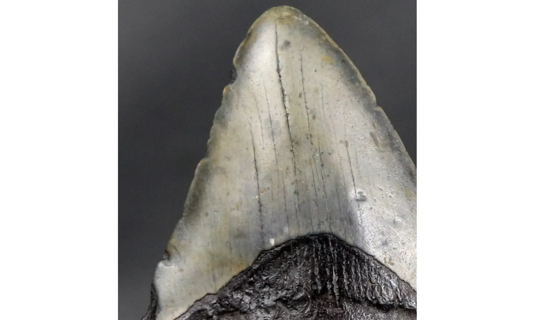 Carcharodon megalodon