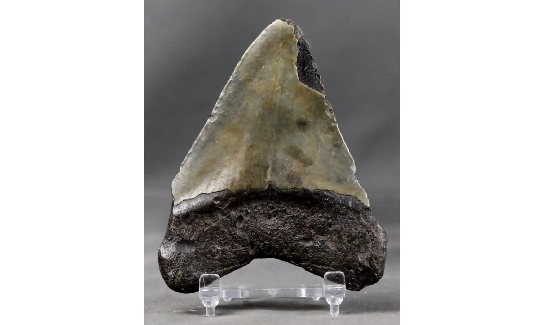 Carcharodon megalodon