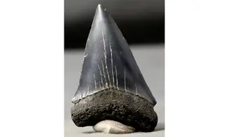 Isurus hastalis