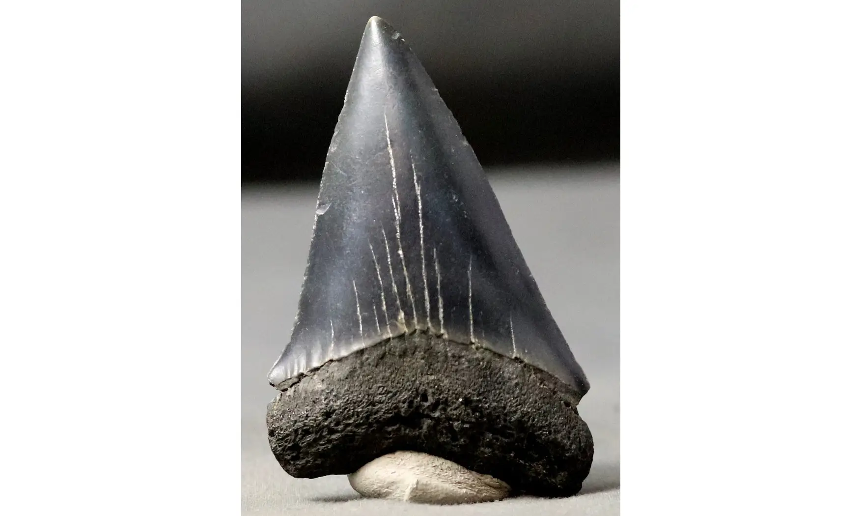 Isurus hastalis