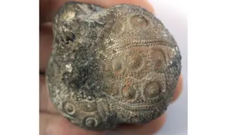 ROLLIERICIDARIS BOULEMANENSIS