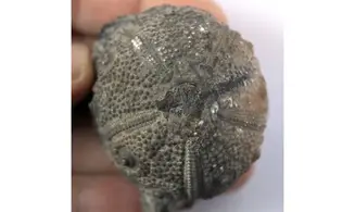ROLLIERICIDARIS BOULEMANENSIS