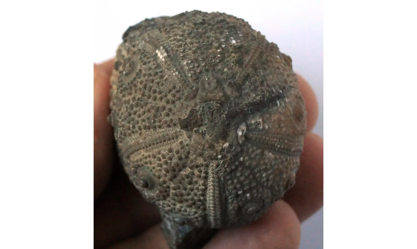 ROLLIERICIDARIS BOULEMANENSIS
