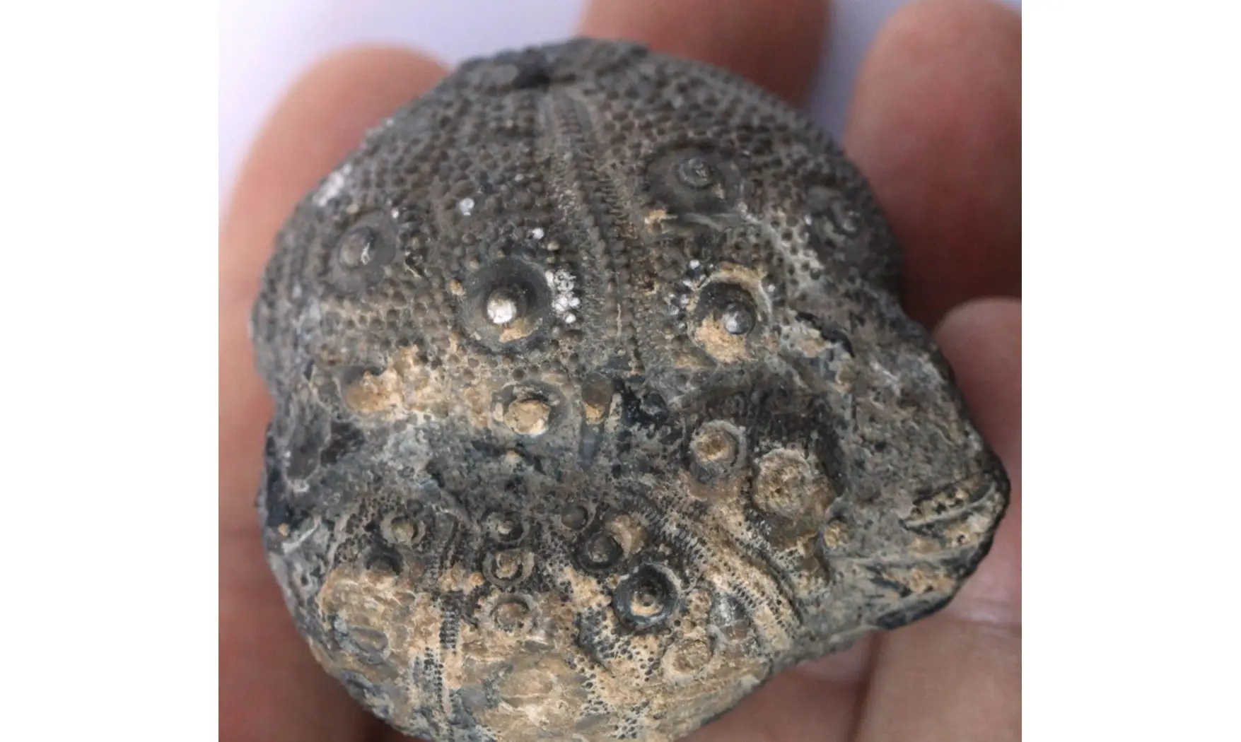 ROLLIERICIDARIS BOULEMANENSIS