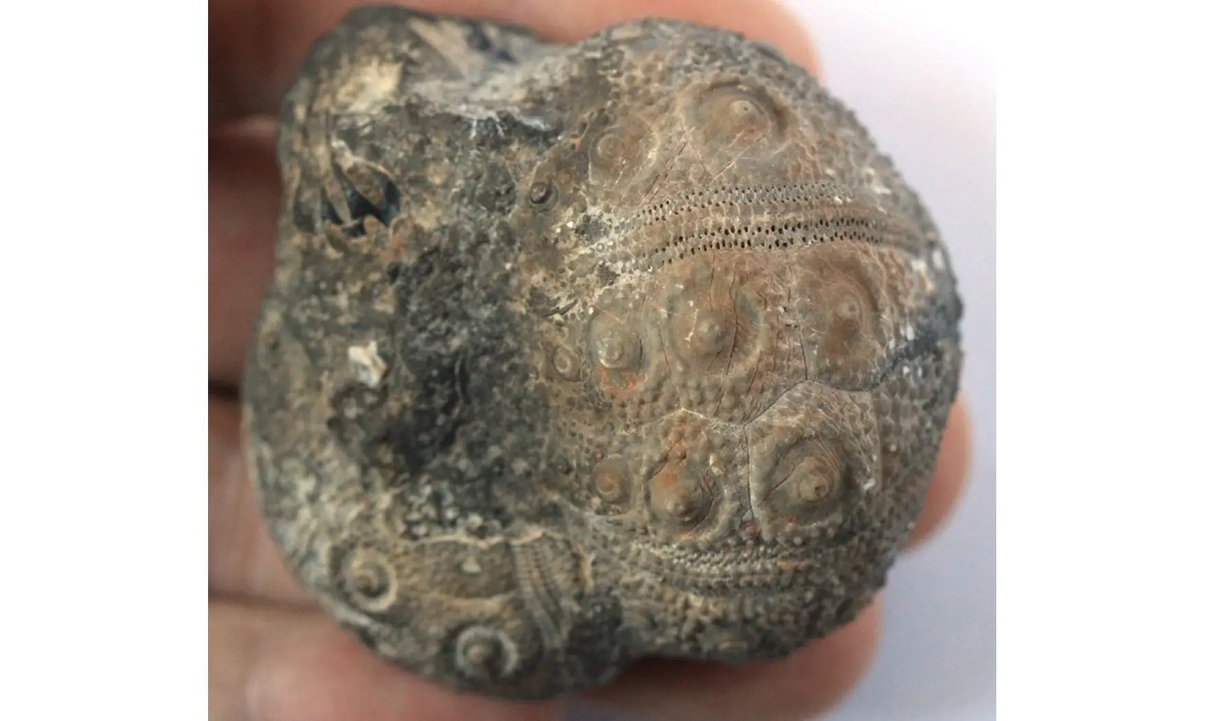 ROLLIERICIDARIS BOULEMANENSIS