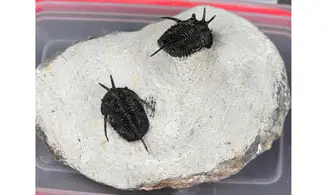 Cyphaspis walteri