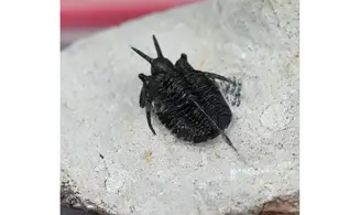 Cyphaspis walteri