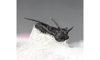 Cyphaspis walteri