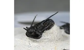 Cyphaspis walteri