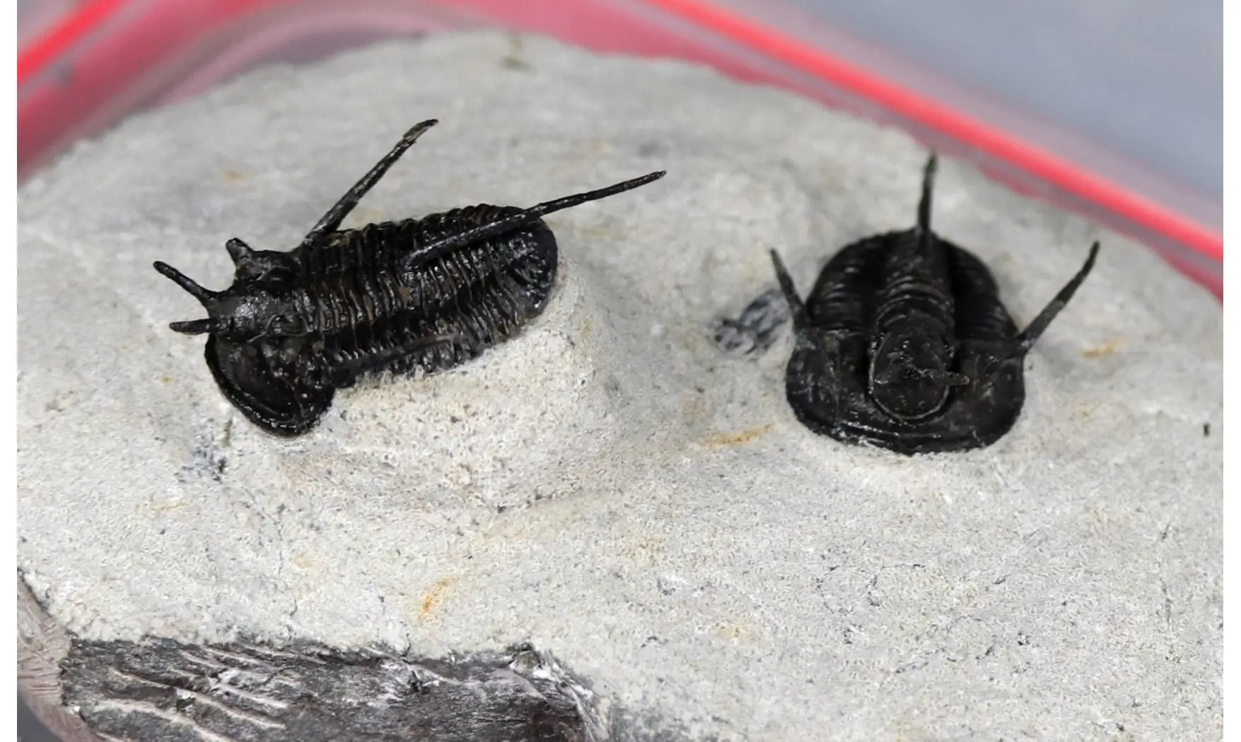 Cyphaspis walteri