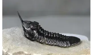 Morocconites malladoides
