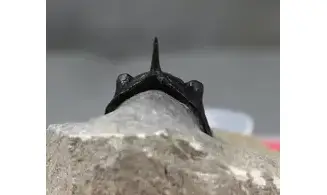 Morocconites malladoides