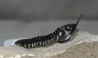 Morocconites malladoides