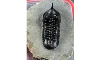 Morocconites malladoides
