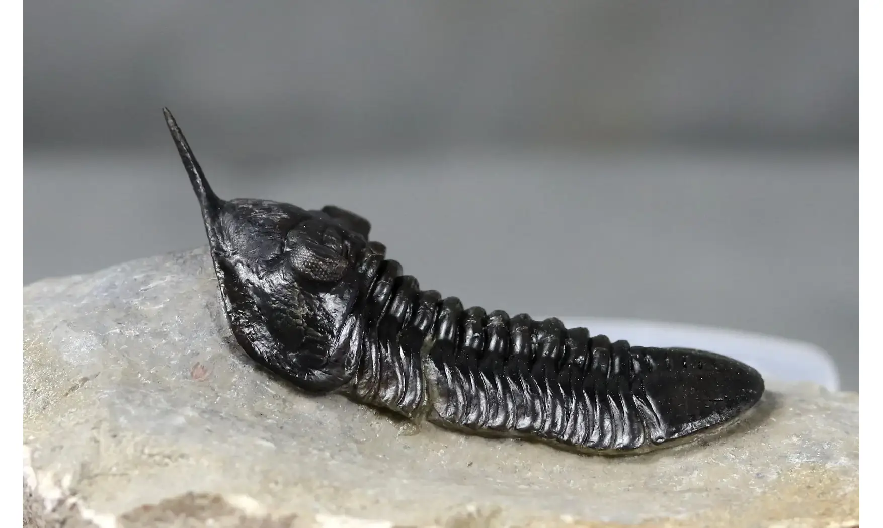 Morocconites malladoides