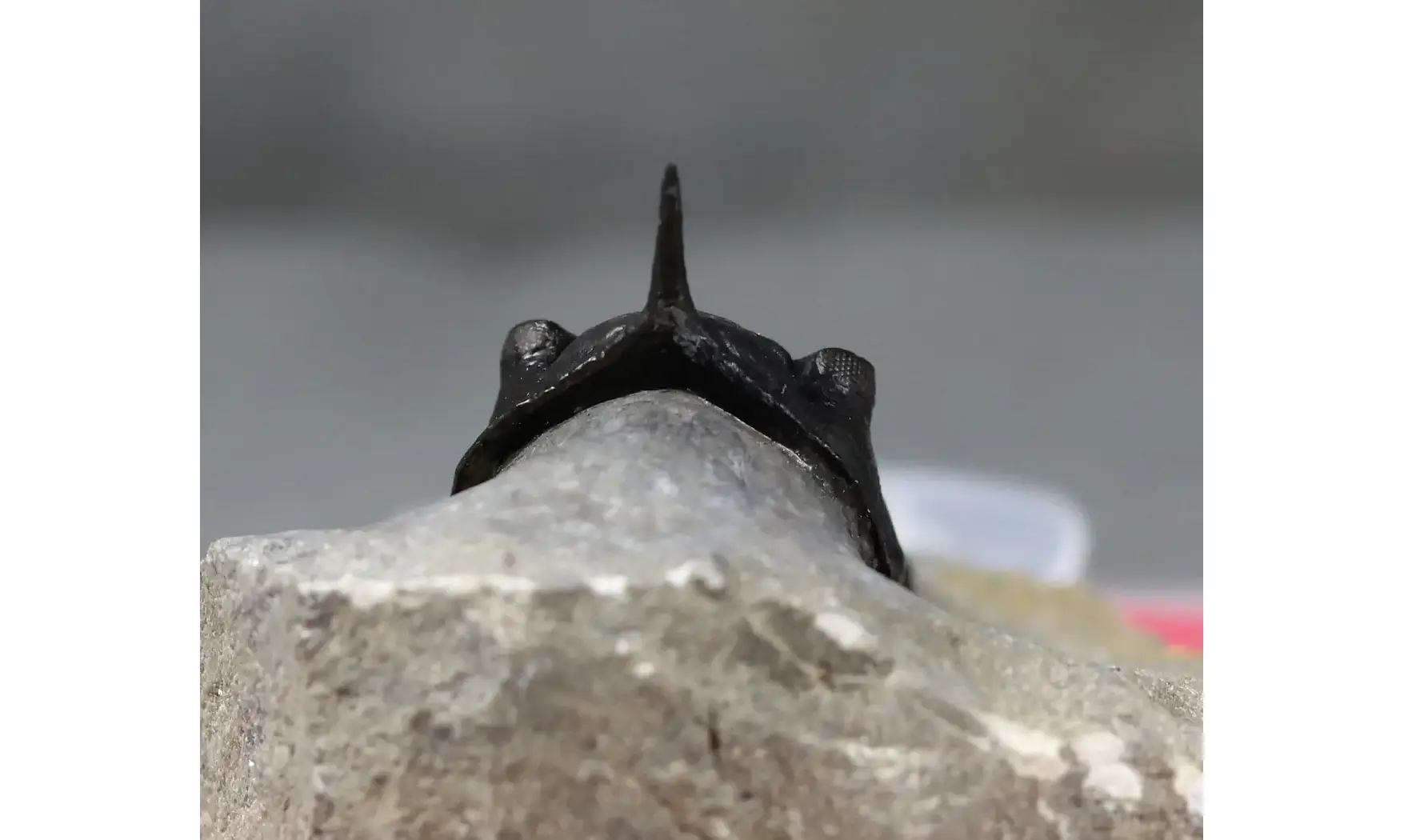 Morocconites malladoides