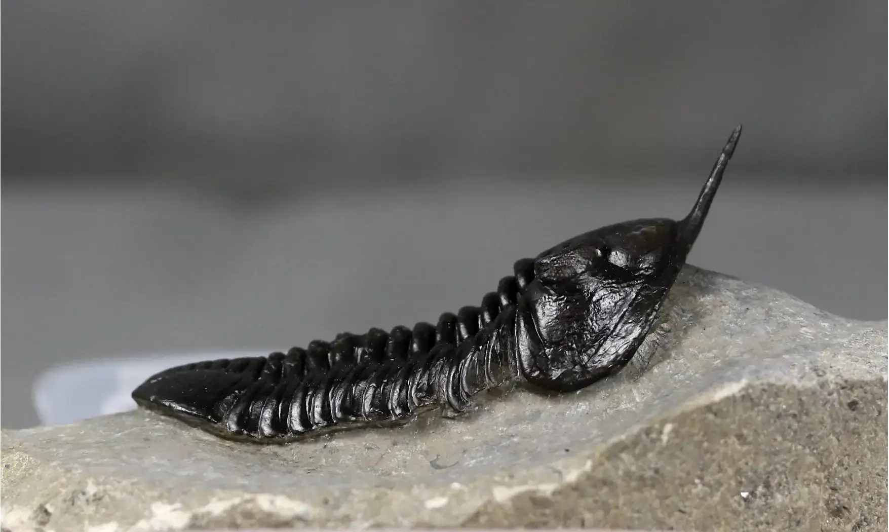 Morocconites malladoides