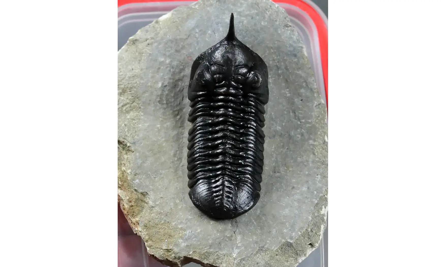 Morocconites malladoides