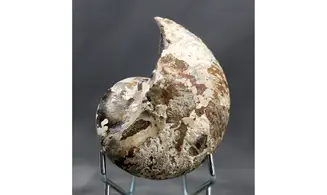 Cymatoceras sakalavus