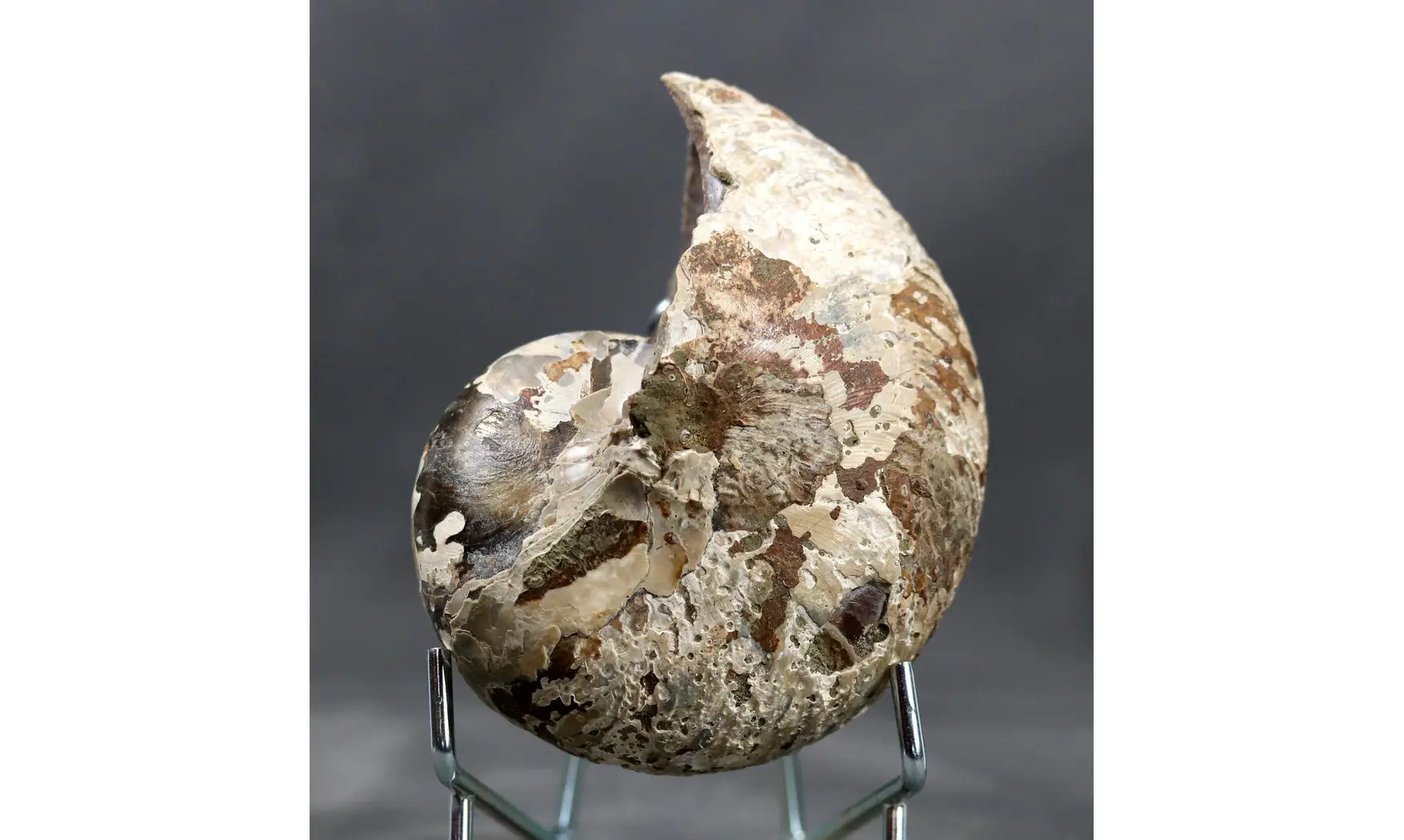 Cymatoceras sakalavus