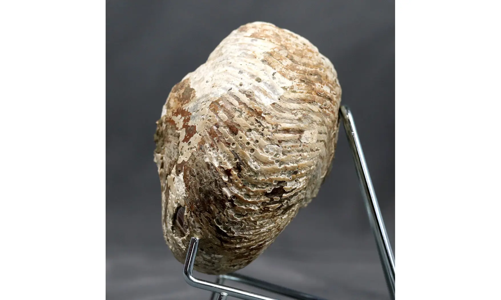 Cymatoceras sakalavus