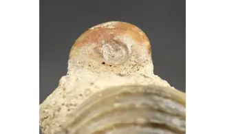 Trigonia elongata