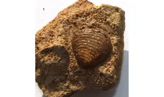 ASTARTE SP