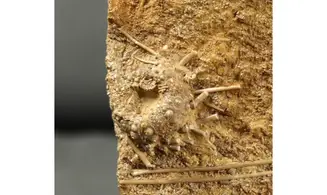 Acrosalenia hemicidaroides