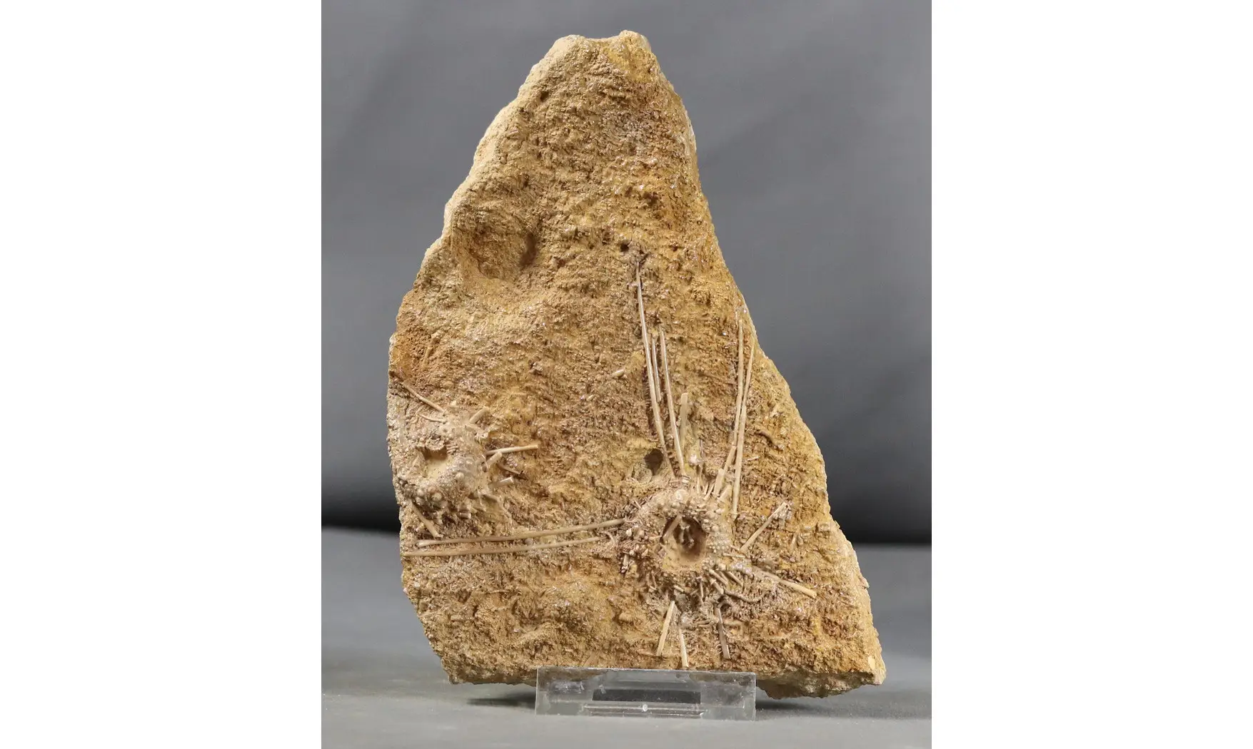 Acrosalenia hemicidaroides