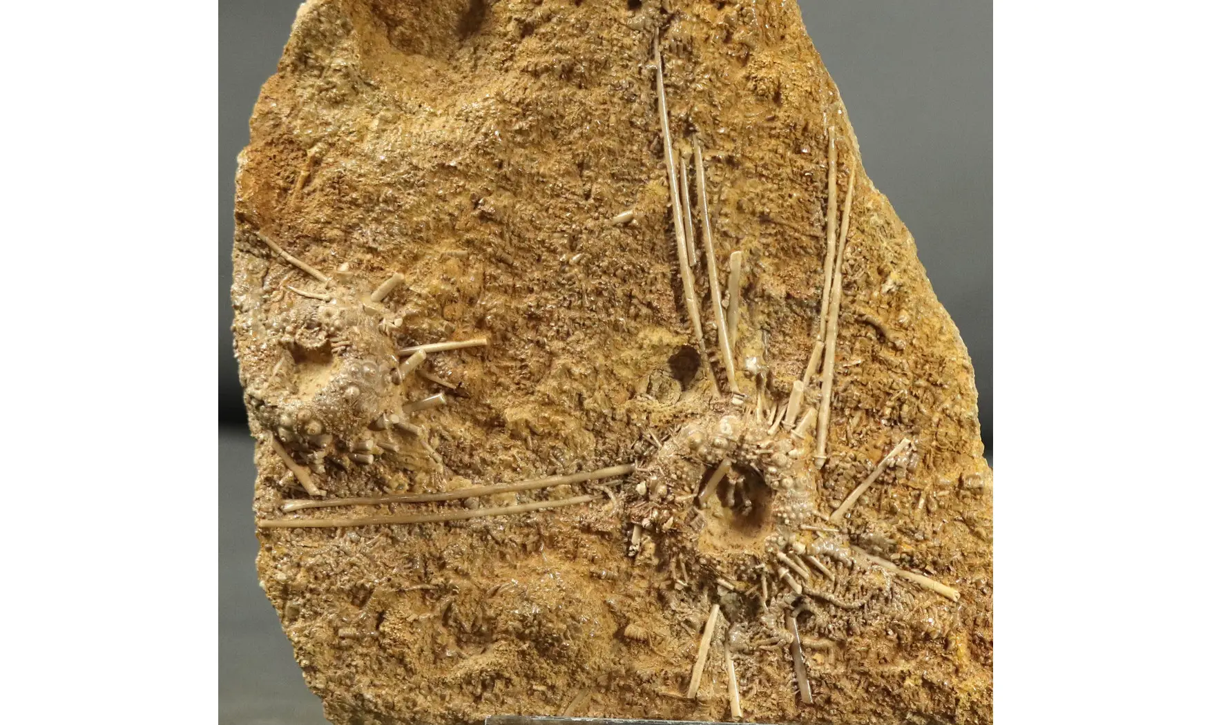Acrosalenia hemicidaroides