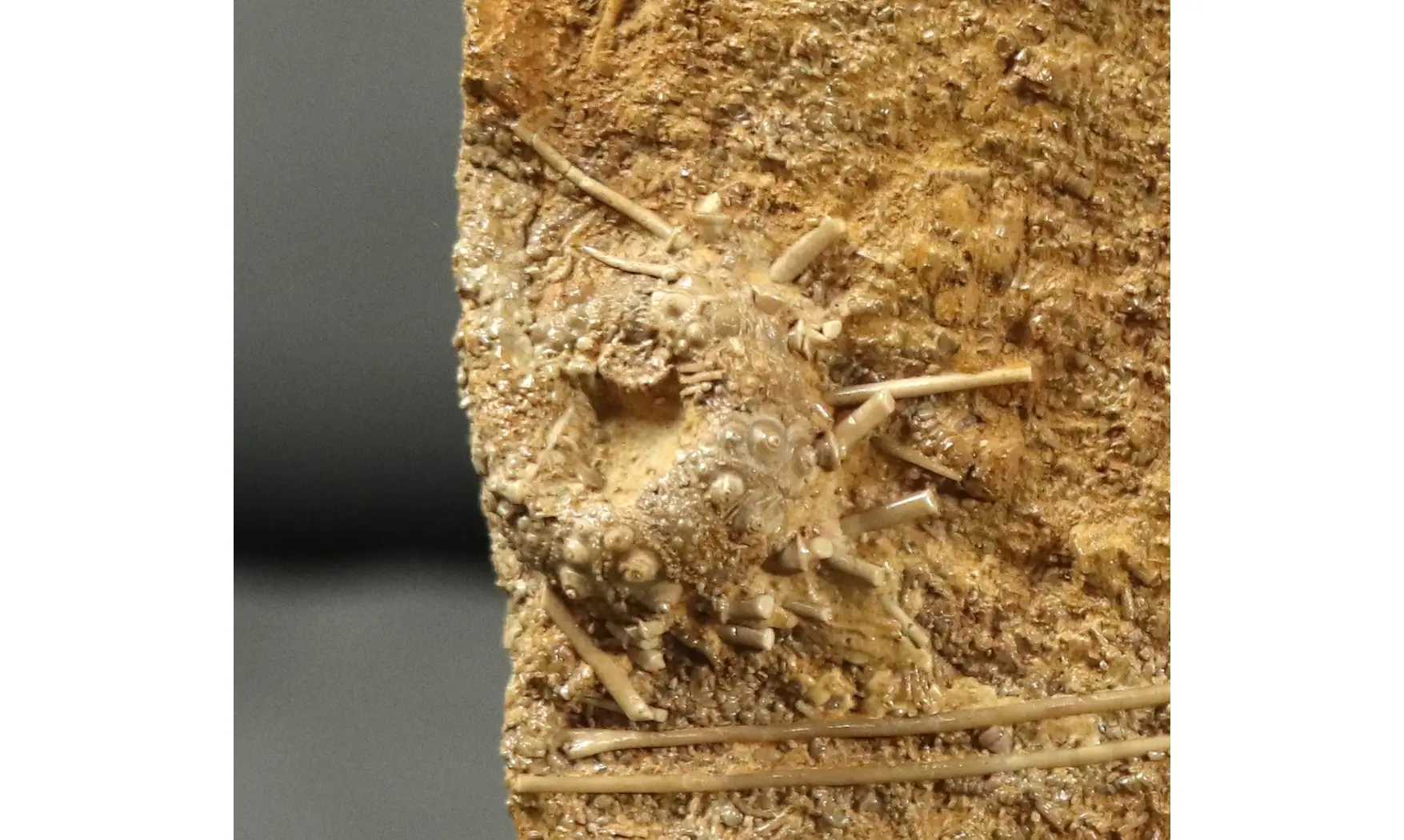 Acrosalenia hemicidaroides