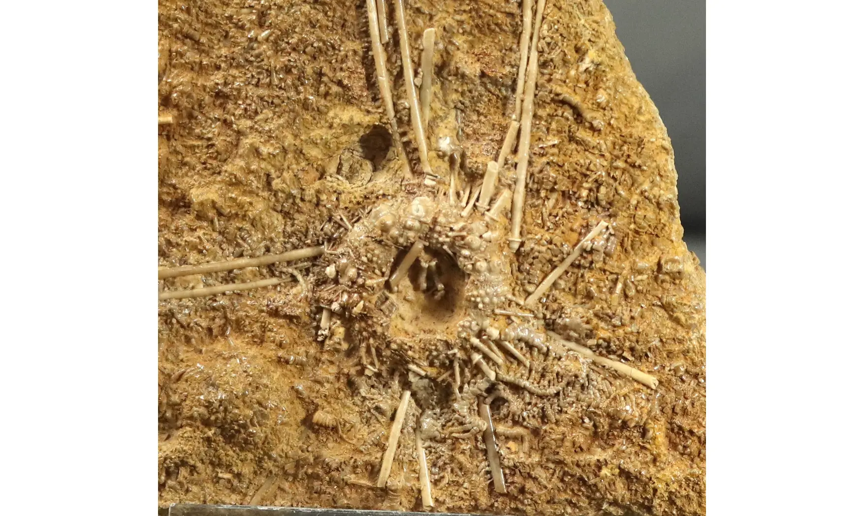 Acrosalenia hemicidaroides