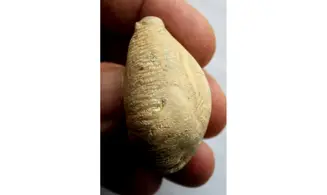 BARYCYPRAEA MURISIMILIS