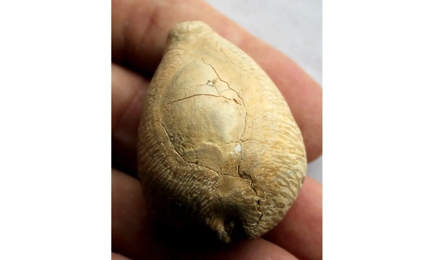 BARYCYPRAEA MURISIMILIS