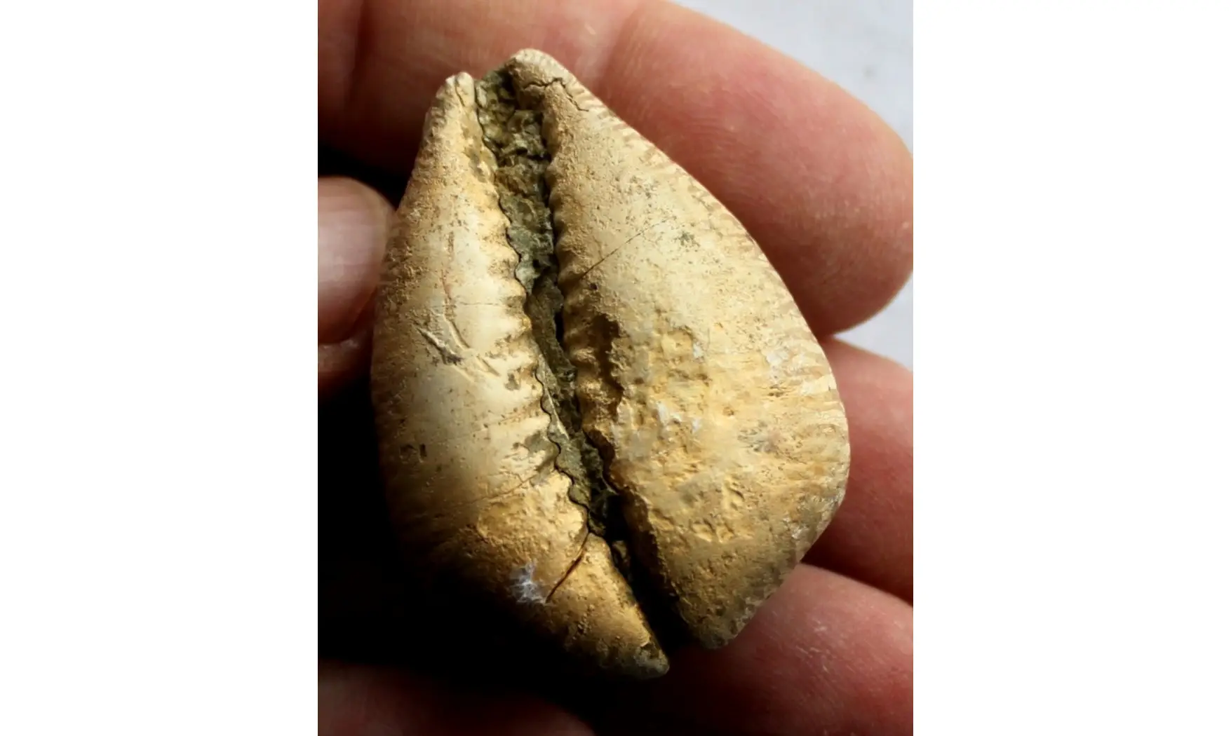 BARYCYPRAEA MURISIMILIS