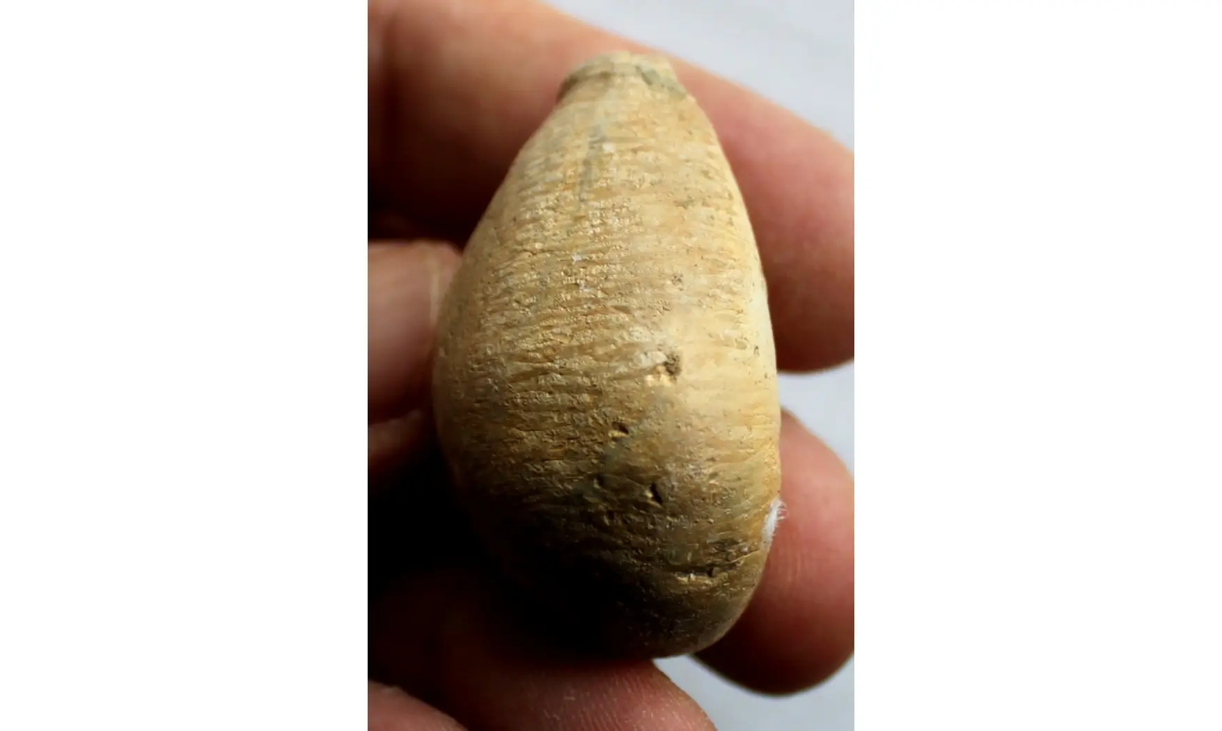 BARYCYPRAEA MURISIMILIS