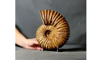 Calycoceras asiaticum