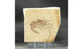 Carpopenaeus callirostris