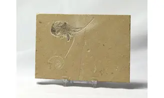 Epipenaeus + Allocrioceras