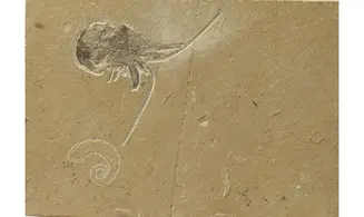 Epipenaeus + Allocrioceras