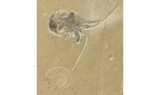 Epipenaeus + Allocrioceras