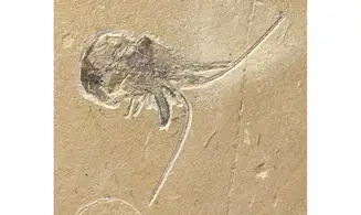 Epipenaeus + Allocrioceras