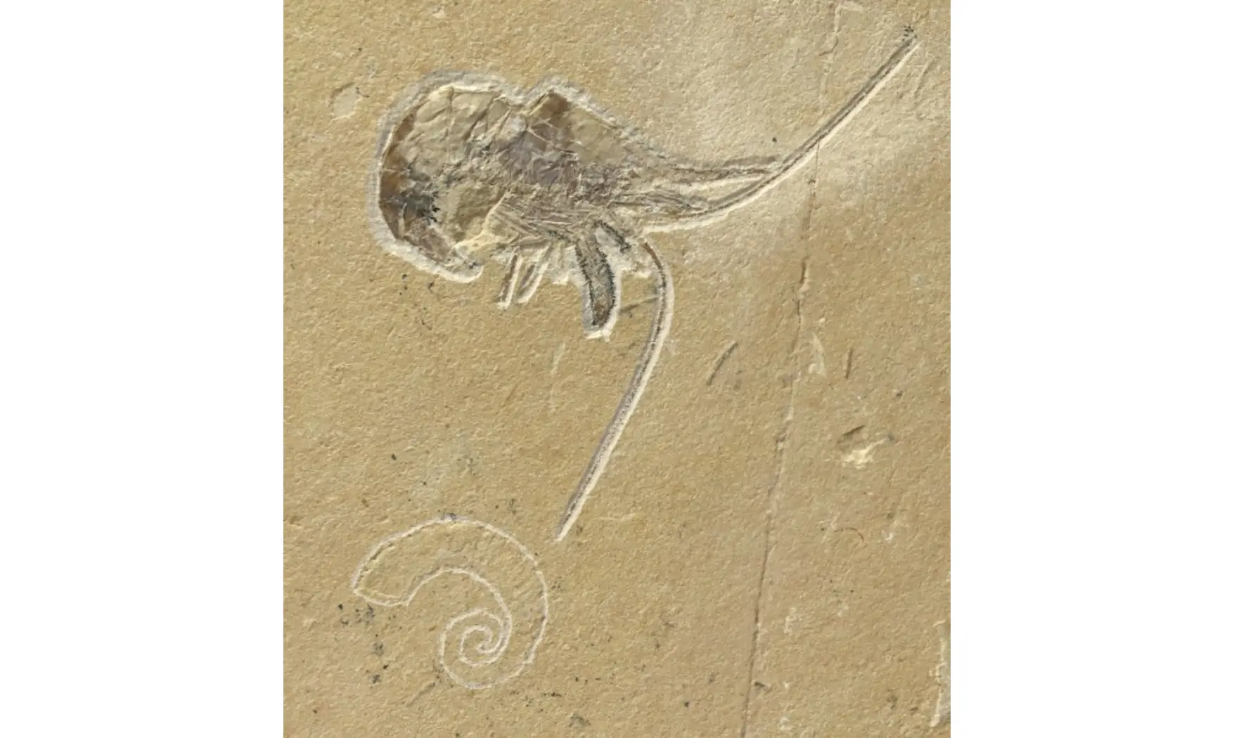 Epipenaeus + Allocrioceras