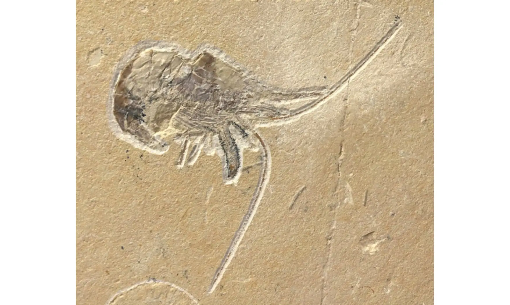 Epipenaeus + Allocrioceras