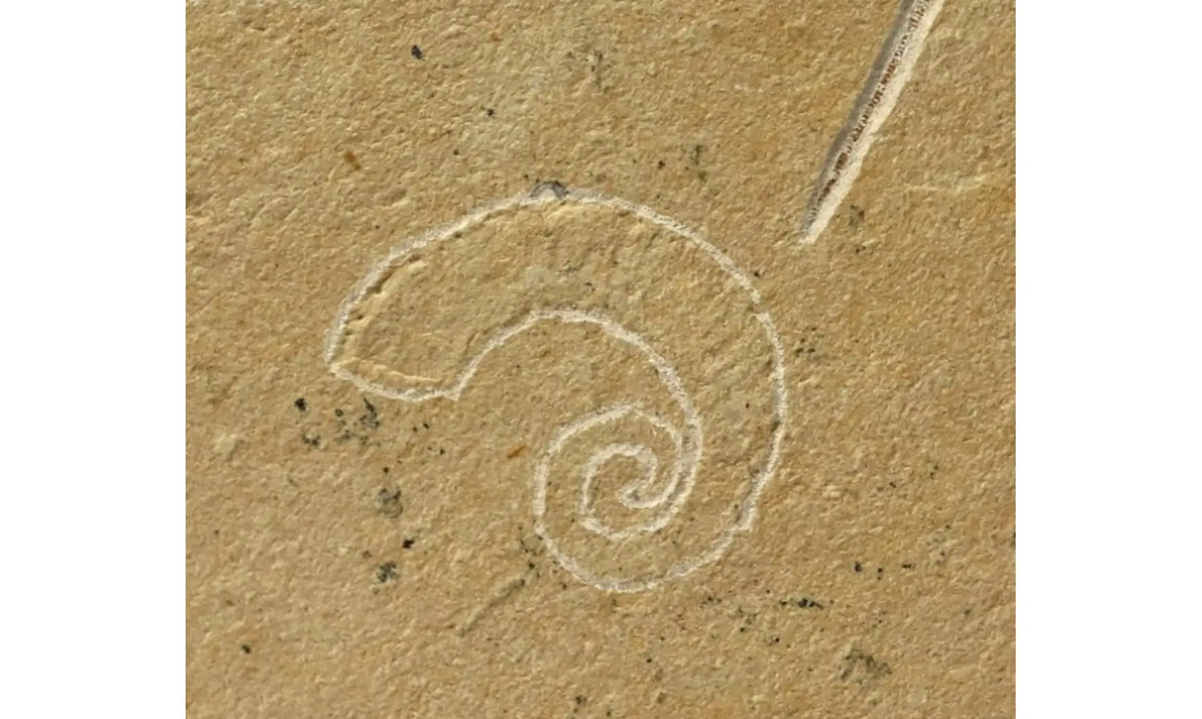 Epipenaeus + Allocrioceras