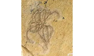 GEOCOMA LIBANOTICA