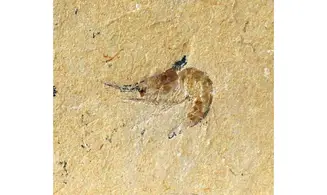 GEOCOMA LIBANOTICA