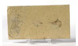 GEOCOMA LIBANOTICA