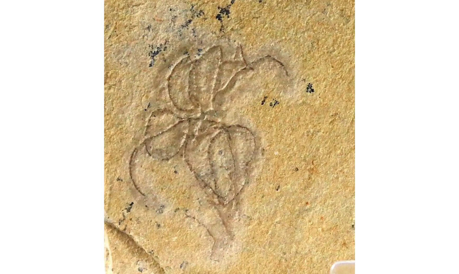 GEOCOMA LIBANOTICA