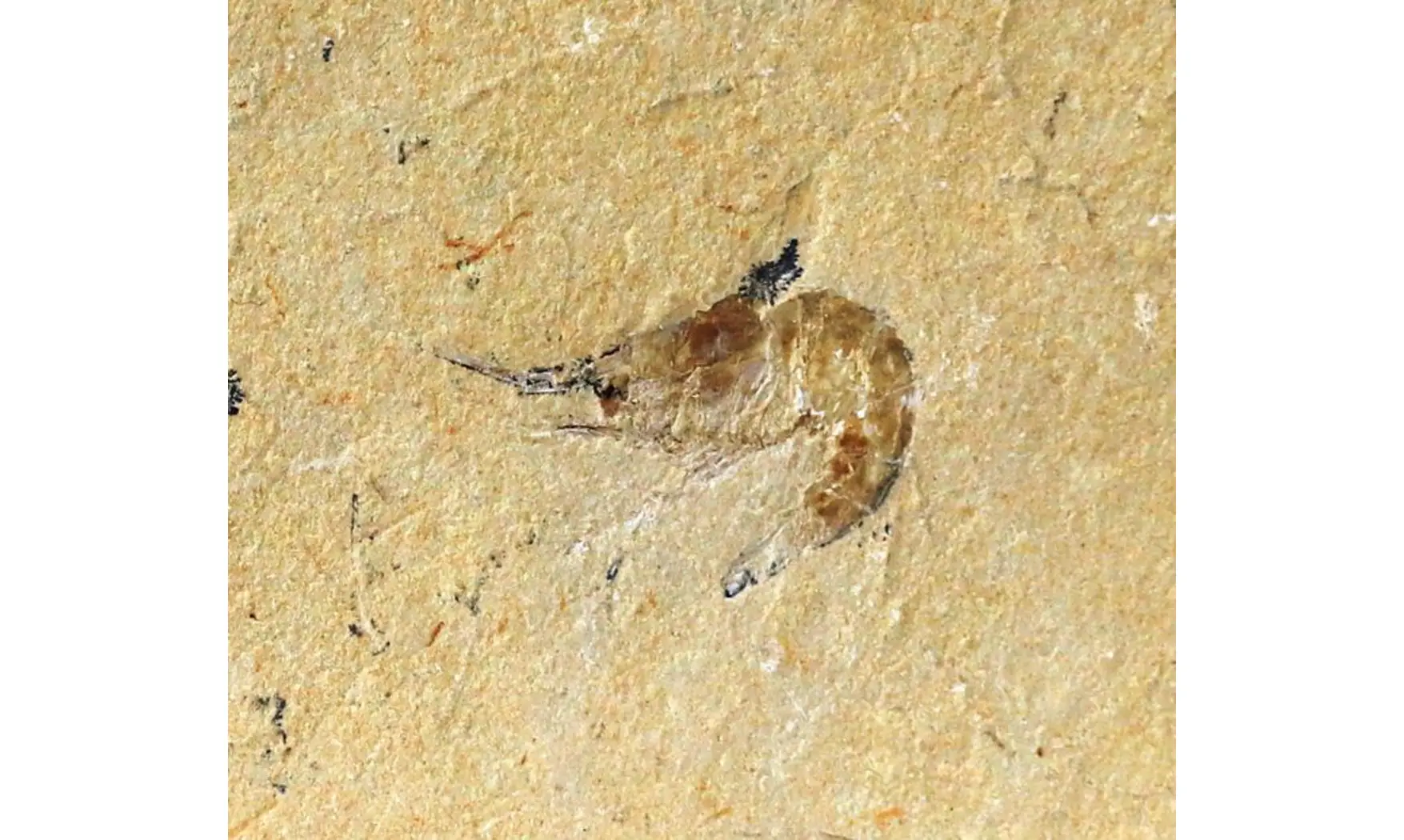 GEOCOMA LIBANOTICA
